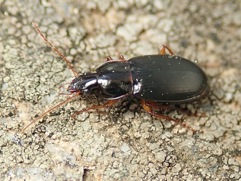 Carabidae dell''Alpe Devero: Calathus micropterus